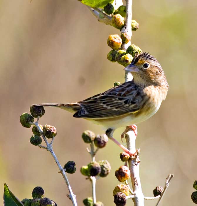 [Grasshopper Sparrow]