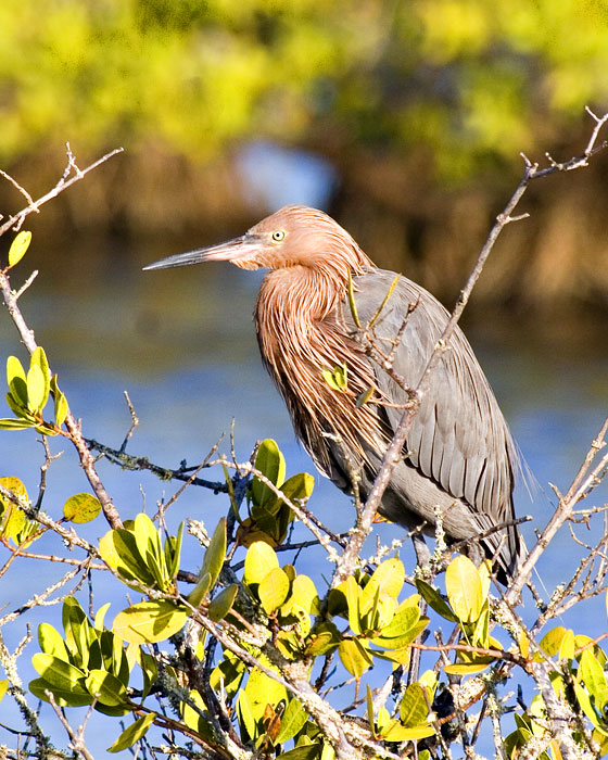 [Reddish Egret]