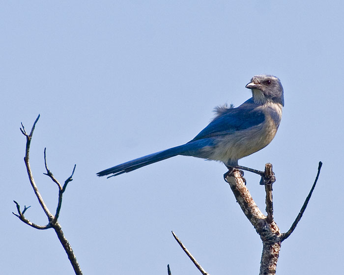 [Florida Scrub-Jay]