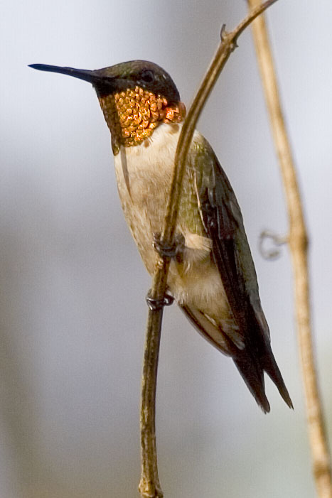 [Ruby-throated Hummingbird]