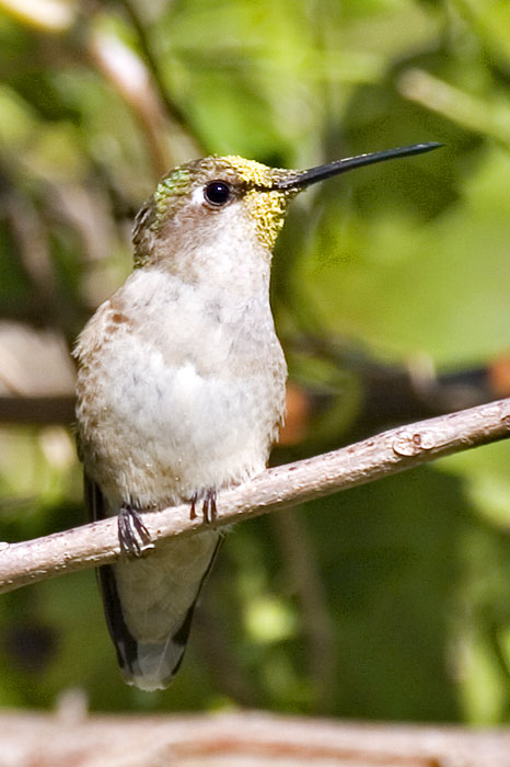 [Ruby-throated Hummingbird]