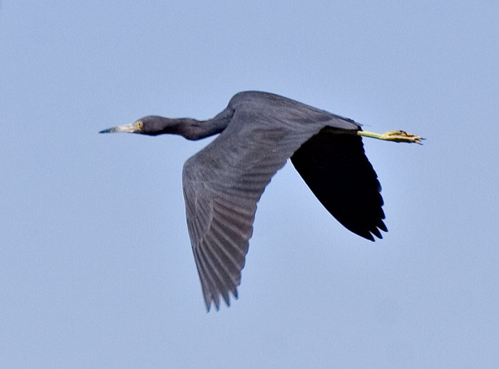 [Little Blue Heron]