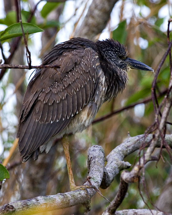 [Yellow-crowned Night-Heron]