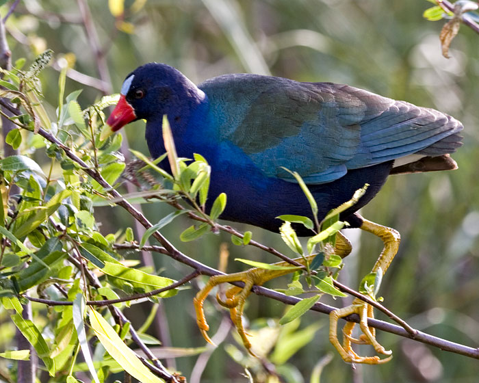 [Purple Gallinule]