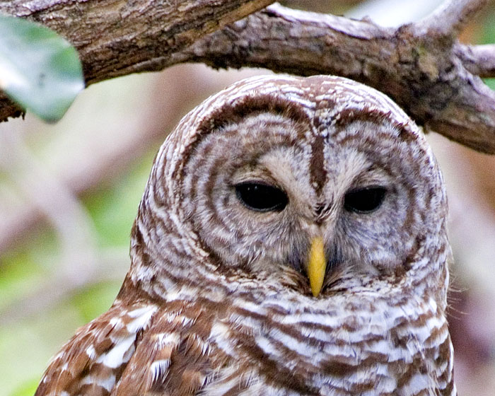 [Barred Owl]