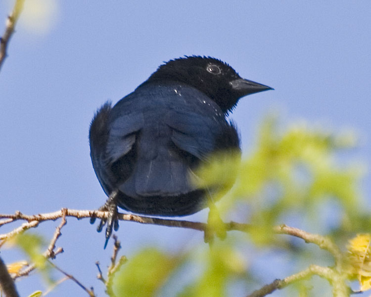 [Shiny Cowbird]