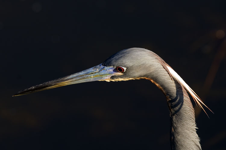 [Tricolored Heron]