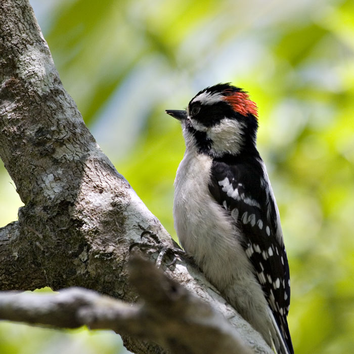 [Downy Woodpecker]