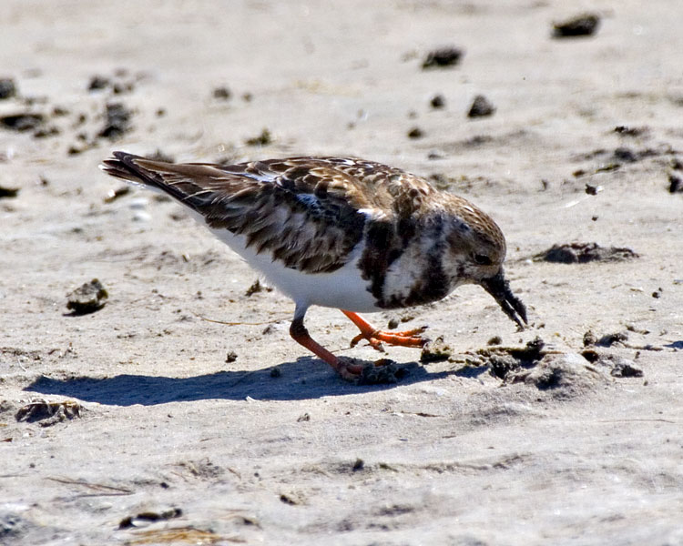 [Ruddy Turnstone]