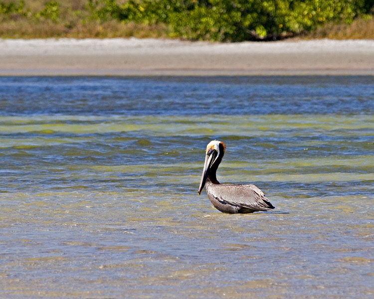 [Brown Pelican]