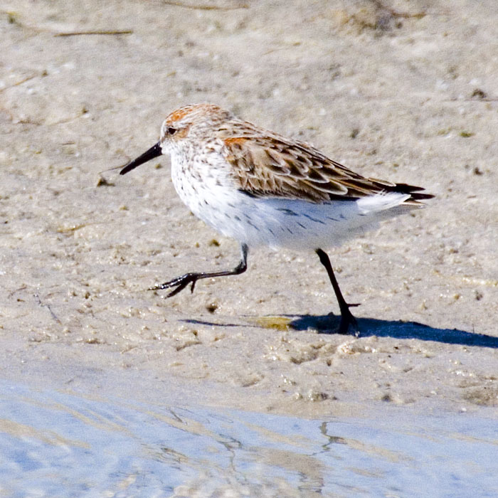 [Western Sandpiper]