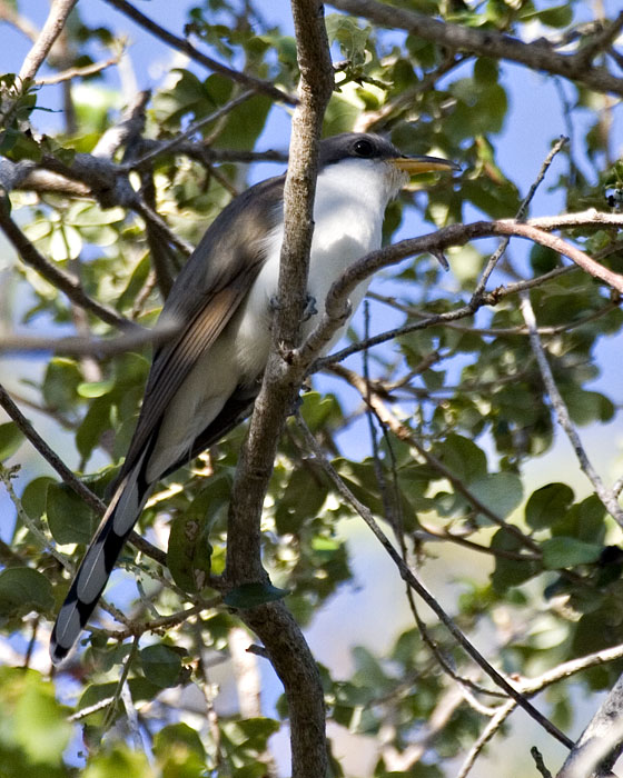 [Yellow-billed Cuckoo]