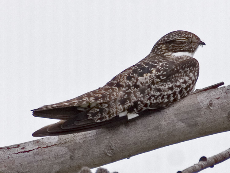 [Common Nighthawk]