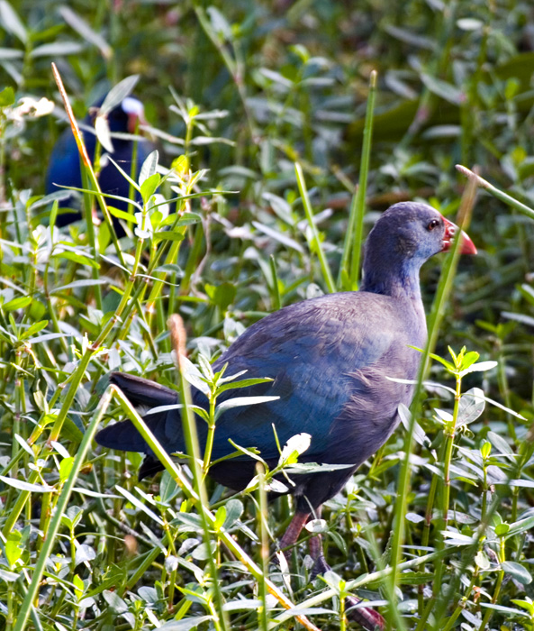 [Purple Swamphen]