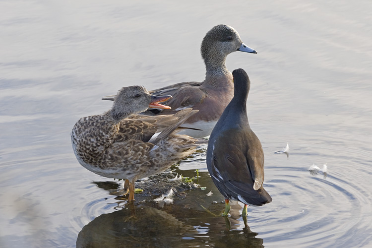 [Gadwall, Wigeon, Moorhen]