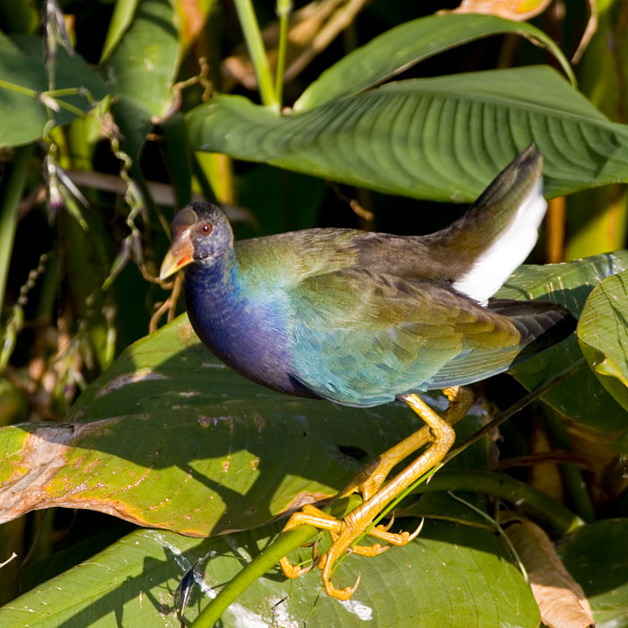 [Purple Gallinule]