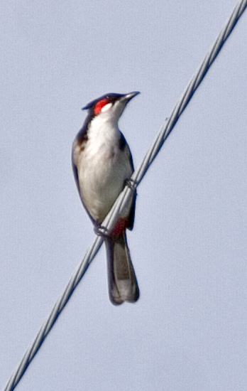 [Red-whiskered Bulbul]