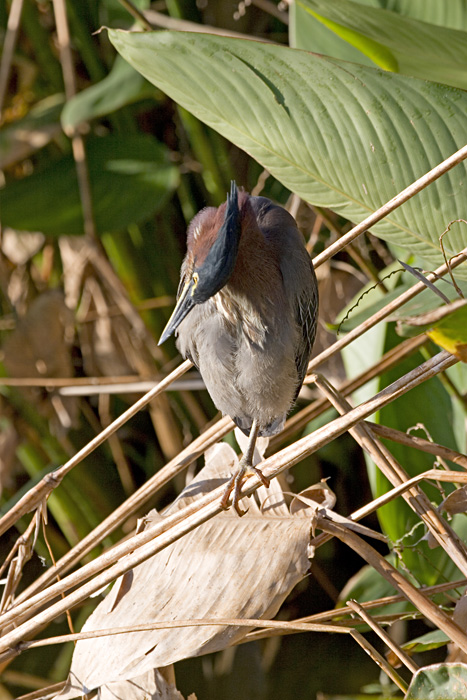 [Green Heron]