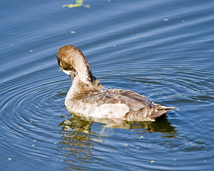 [Lesser Scaup]