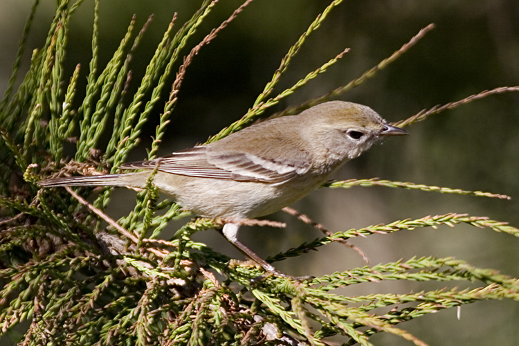 [Pine Warbler]