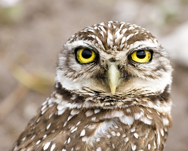 [Burrowing Owl]