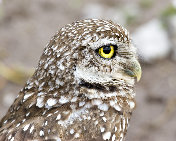 [Burrowing Owl]