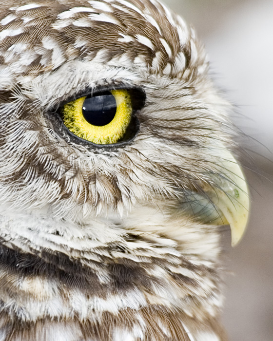 [Burrowing Owl]