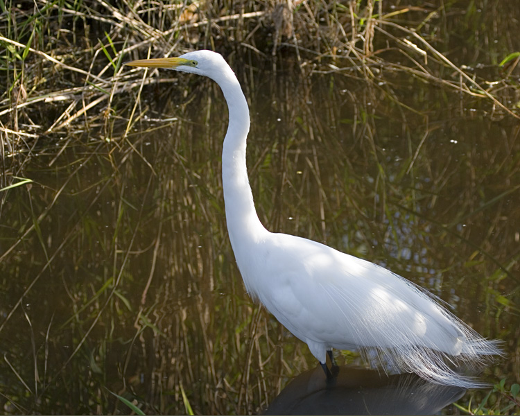 [Great Egret]