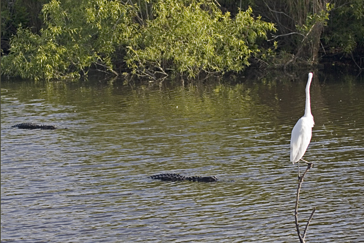 [Great Egret and Alligators]