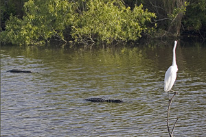 Egret and Gators