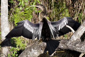 Anhinga