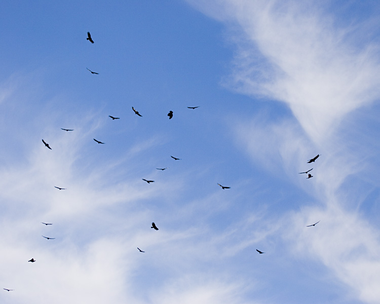 [Turkey Vulture Kettle]