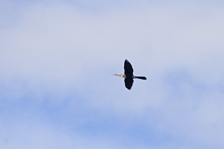 [Anhinga in Flight]