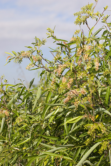 [Coastal Plain Willow]