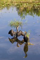 Double-crested Cormorants