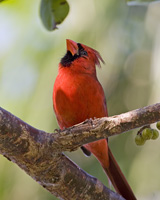 Northern Cardinal