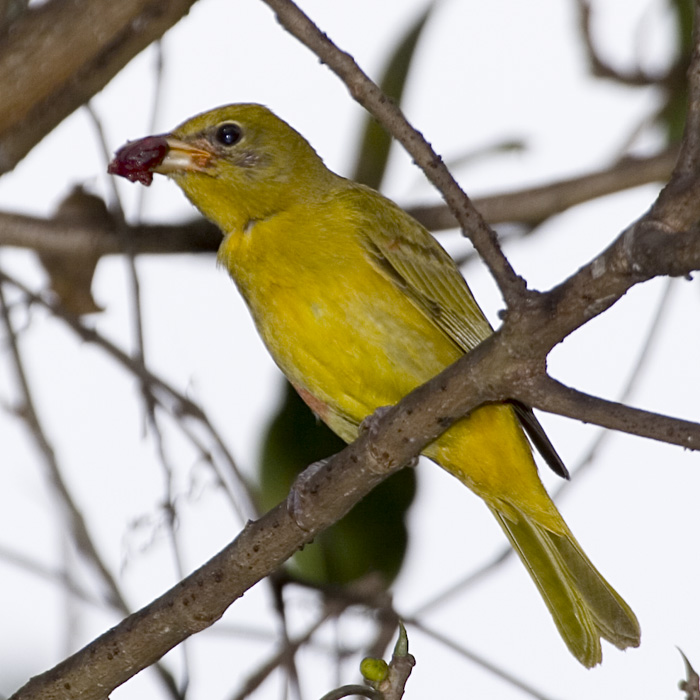 [Summer Tanager]