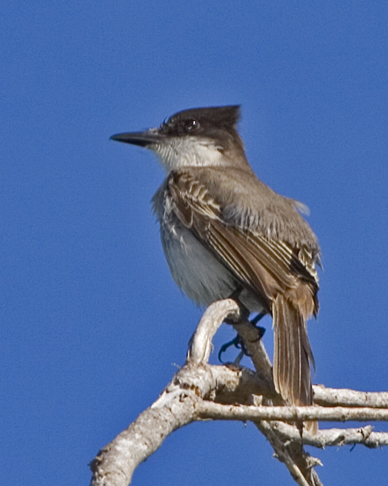 [Loggerhead Kingbird]