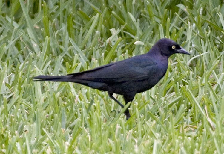 [Brewer's Blackbird]