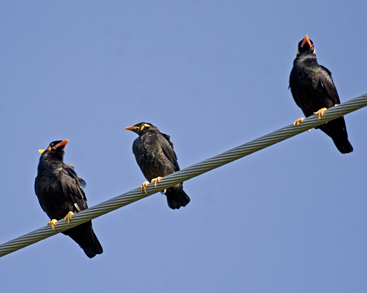 [Hill Myna Family]