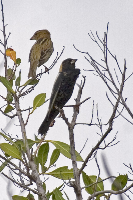 [Bobolinks]