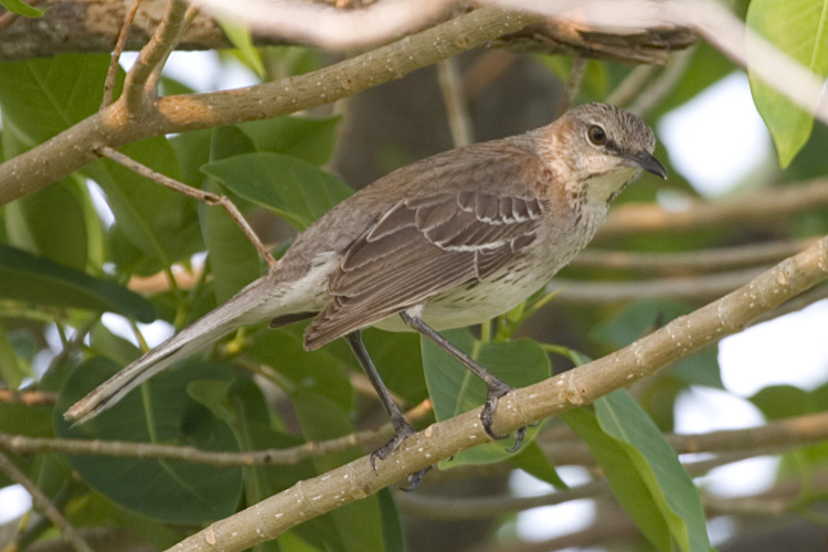 [Bahama Mockingbird]