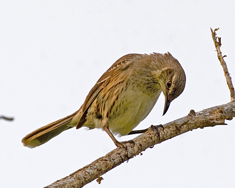 [Bahama Mockingbird]