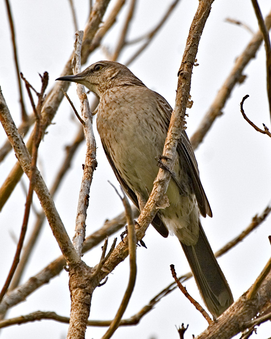 [Bahama Mockingbird]