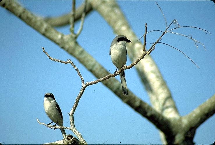 [A Pair of Shrikes]