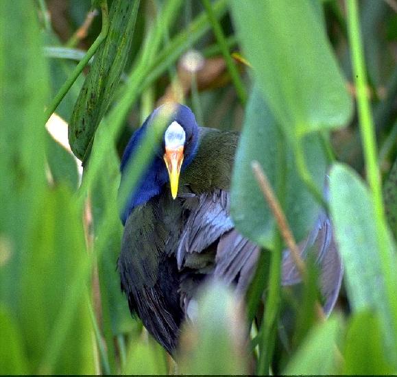 [Purple Gallinule]