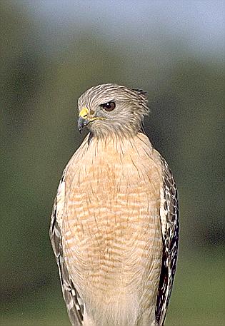 [Red-shouldered Hawk]