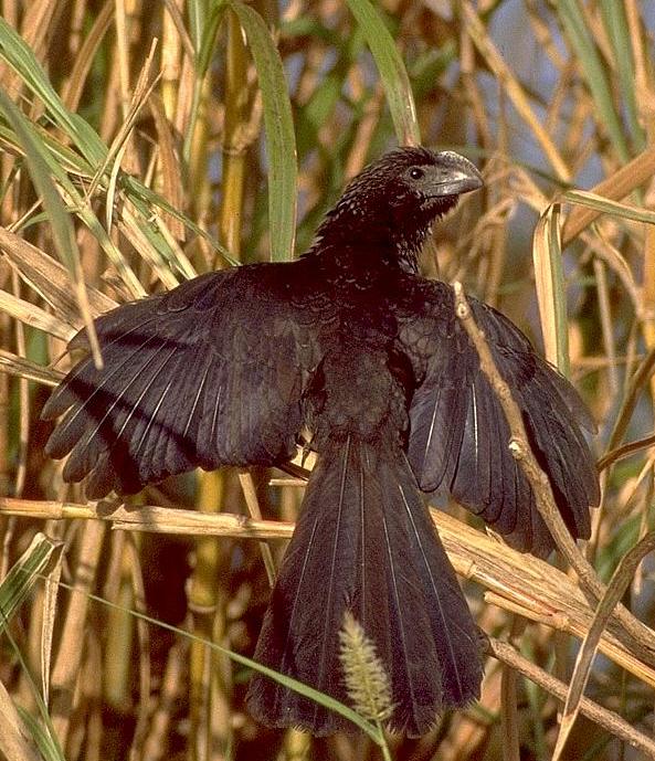 [Smooth-billed Ani]