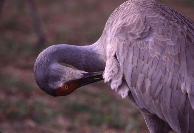 [Sandhill Crane]