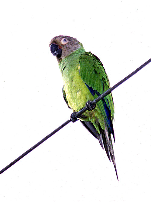 [Dusky-headed Parakeet (Conure)]